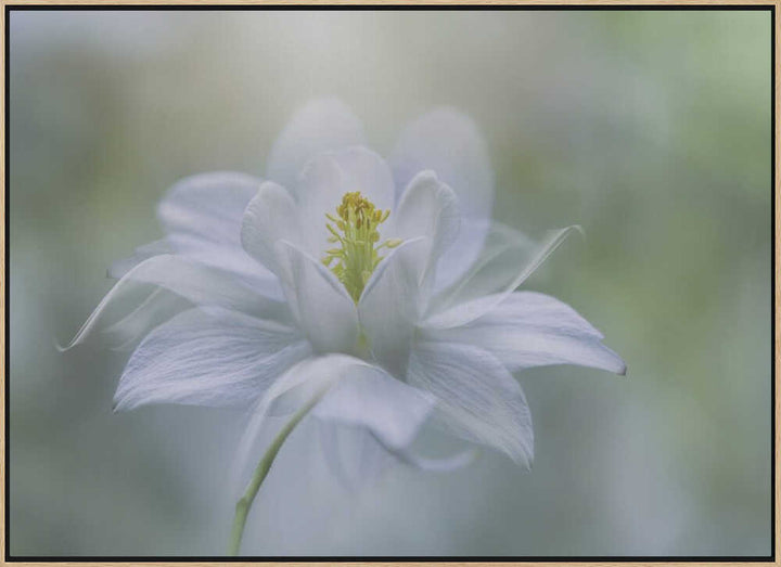 Delicate White Bloom - Stretched Canvas Poster or Fine Art Print