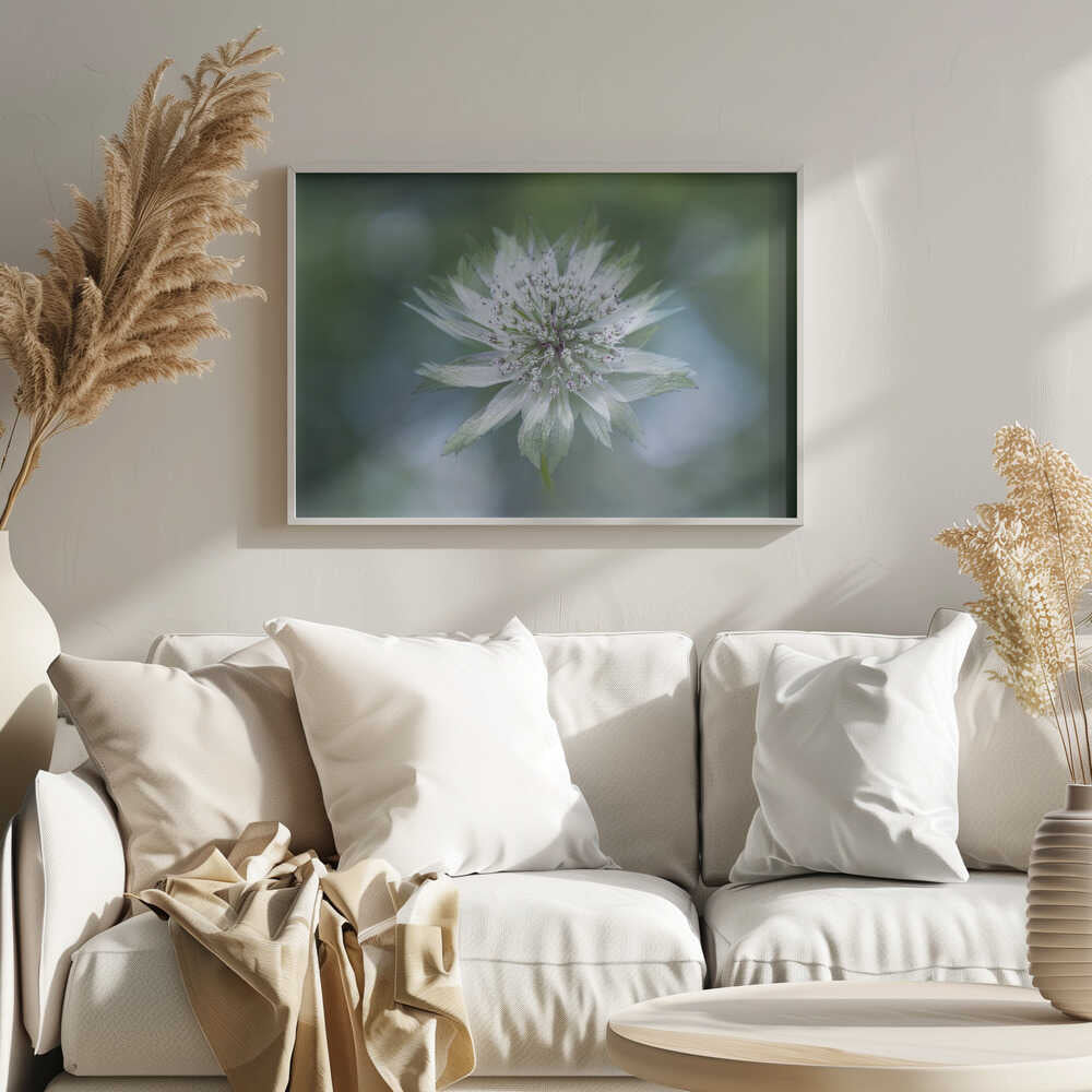 Delicate White Bloom - Floral Photographic Stretched Canvas Poster or Fine Art Print