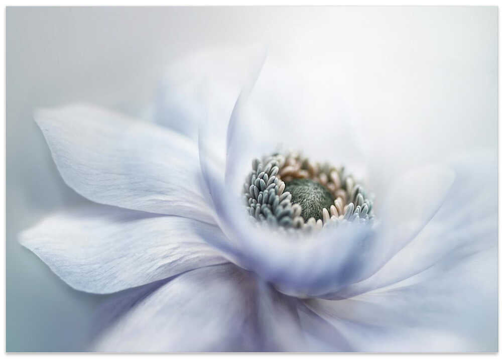 Delicate White Bloom - Floral Photographic Stretched Canvas Poster or Fine Art Print