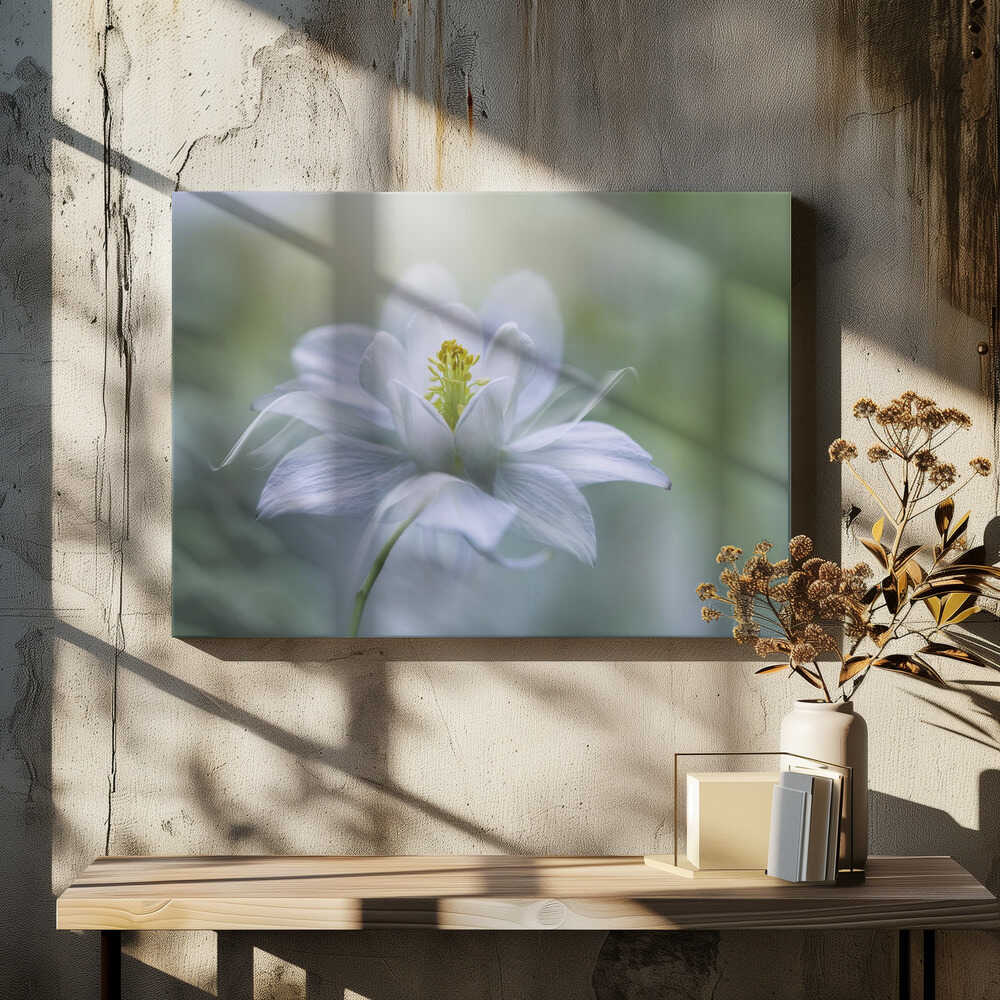 Delicate White Bloom - Stretched Canvas Poster or Fine Art Print