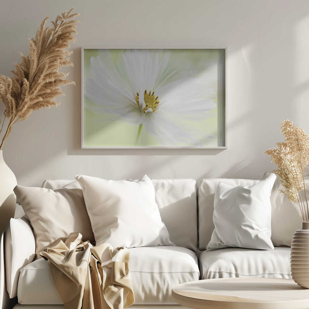 Delicate White Bloom - Floral Photographic Stretched Canvas Poster or Fine Art Print