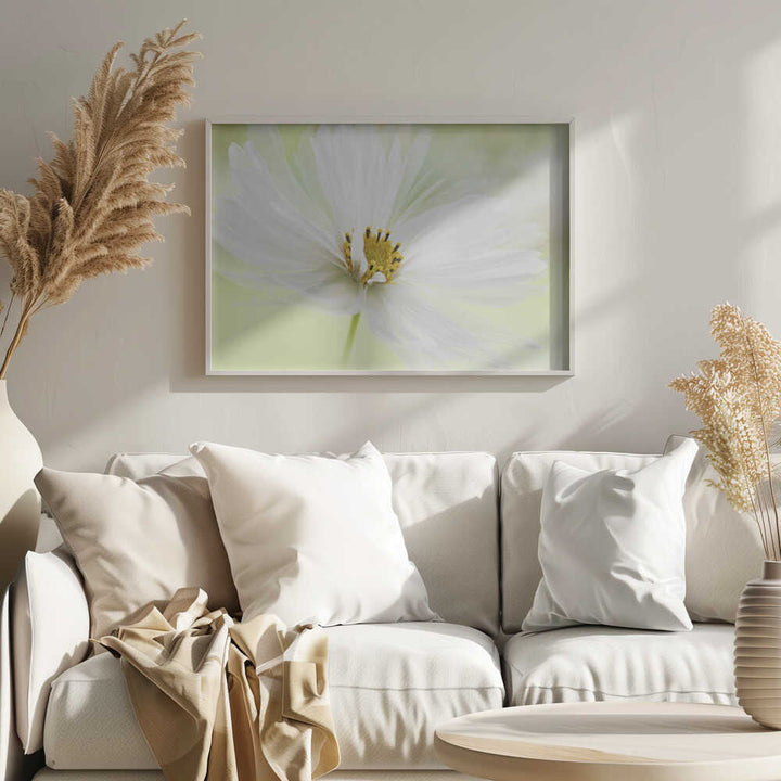 Delicate White Bloom - Floral Photographic Stretched Canvas Poster or Fine Art Print