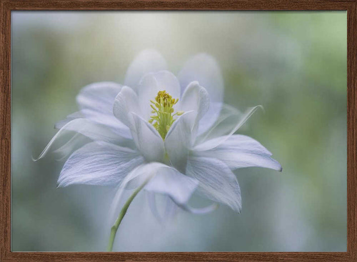 Delicate White Bloom - Stretched Canvas Poster or Fine Art Print