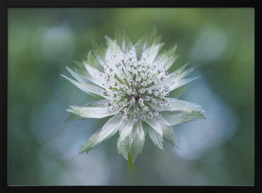 Delicate White Bloom - Floral Photographic Stretched Canvas Poster or Fine Art Print