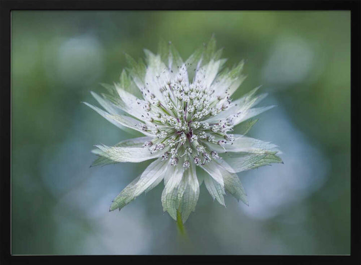 Delicate White Bloom - Floral Photographic Stretched Canvas Poster or Fine Art Print