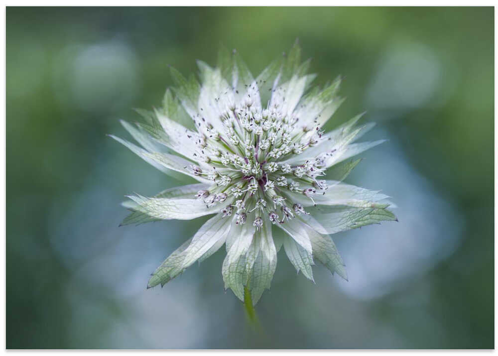 Delicate White Bloom - Floral Photographic Stretched Canvas Poster or Fine Art Print