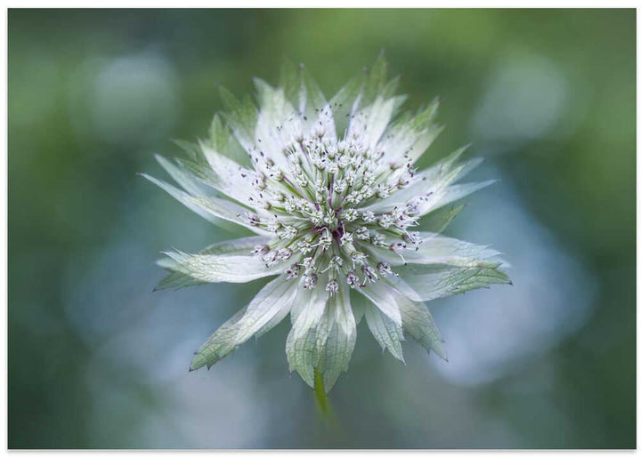 Delicate White Bloom - Floral Photographic Stretched Canvas Poster or Fine Art Print