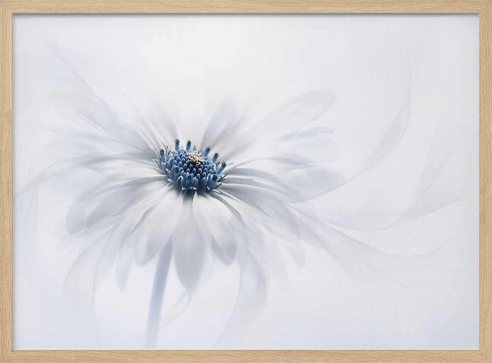 Delicate White Bloom - Stretched Canvas Poster or Fine Art Print