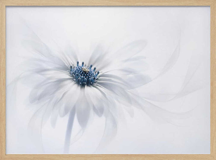 Delicate White Bloom - Stretched Canvas Poster or Fine Art Print