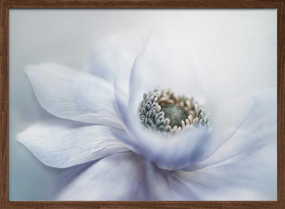 Delicate White Bloom - Floral Photographic Stretched Canvas Poster or Fine Art Print