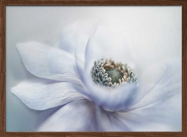 Delicate White Bloom - Floral Photographic Stretched Canvas Poster or Fine Art Print