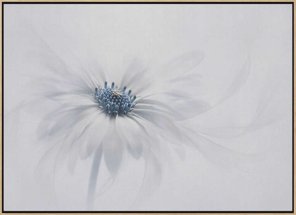 Delicate White Bloom - Stretched Canvas Poster or Fine Art Print