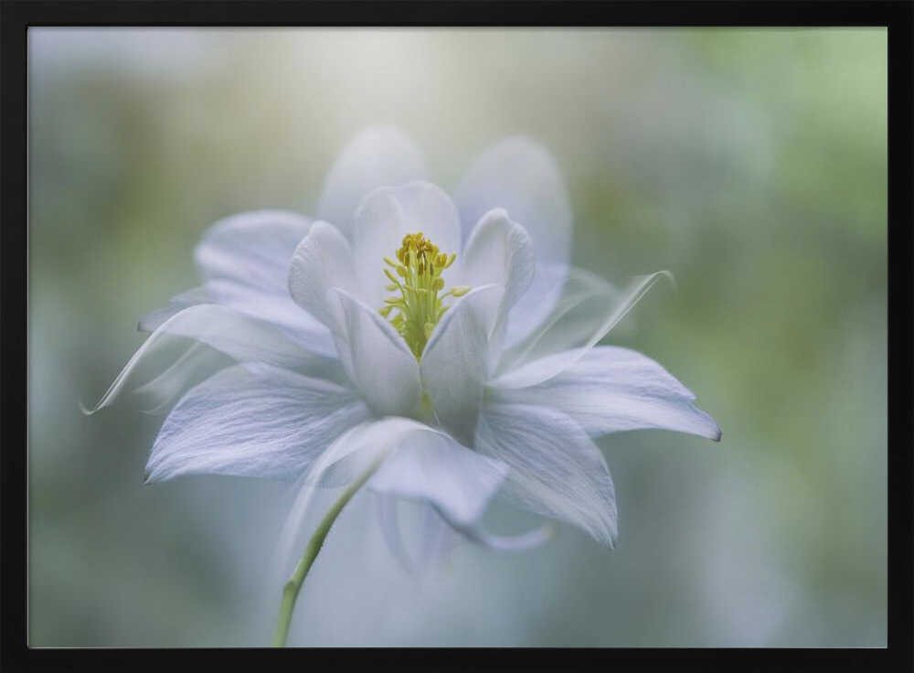 Delicate White Bloom - Stretched Canvas Poster or Fine Art Print