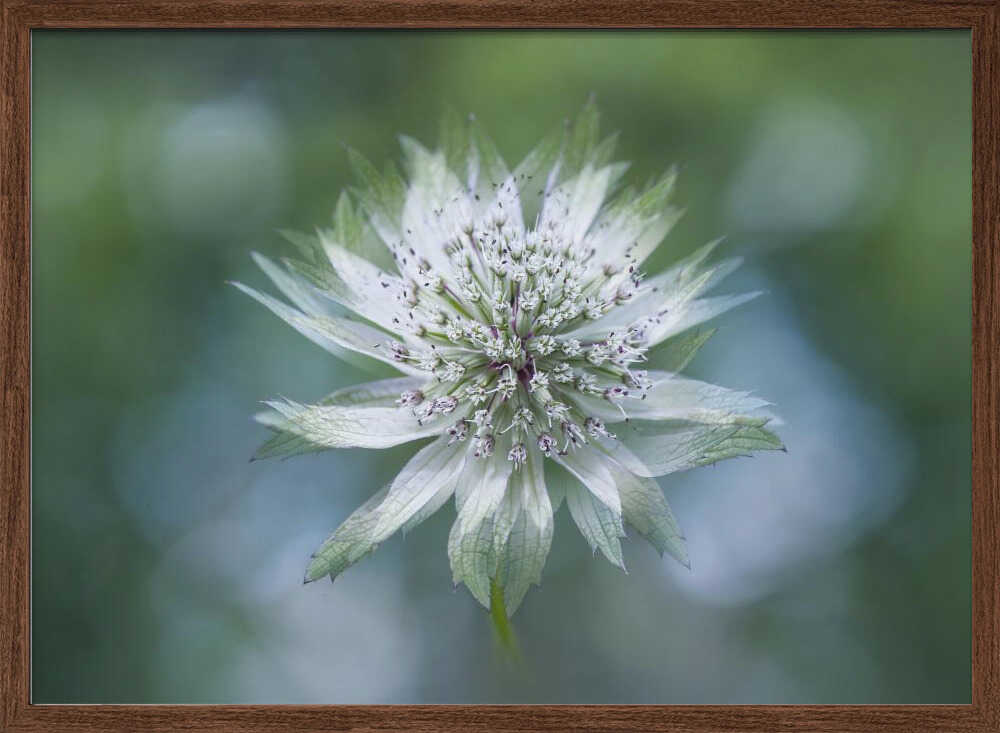 Delicate White Bloom - Floral Photographic Stretched Canvas Poster or Fine Art Print