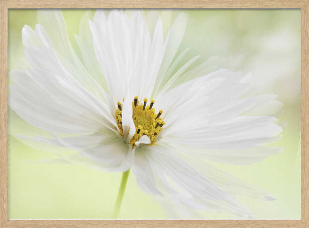 Delicate White Bloom - Floral Photographic Stretched Canvas Poster or Fine Art Print