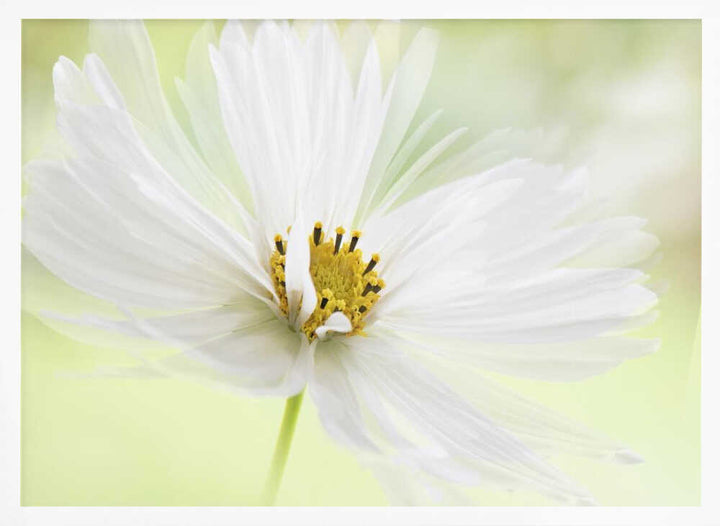 Delicate White Bloom - Floral Photographic Stretched Canvas Poster or Fine Art Print