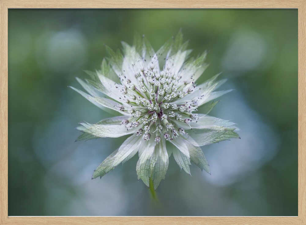 Delicate White Bloom - Floral Photographic Stretched Canvas Poster or Fine Art Print