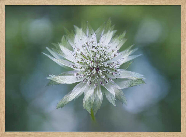 Delicate White Bloom - Floral Photographic Stretched Canvas Poster or Fine Art Print
