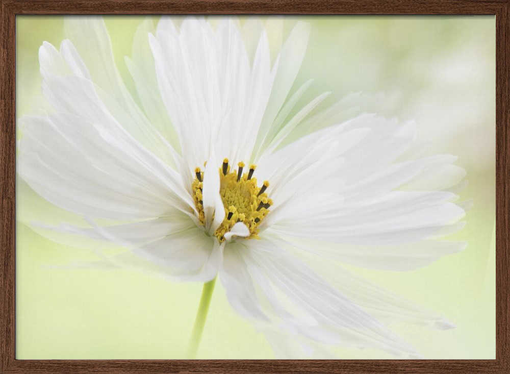 Delicate White Bloom - Floral Photographic Stretched Canvas Poster or Fine Art Print