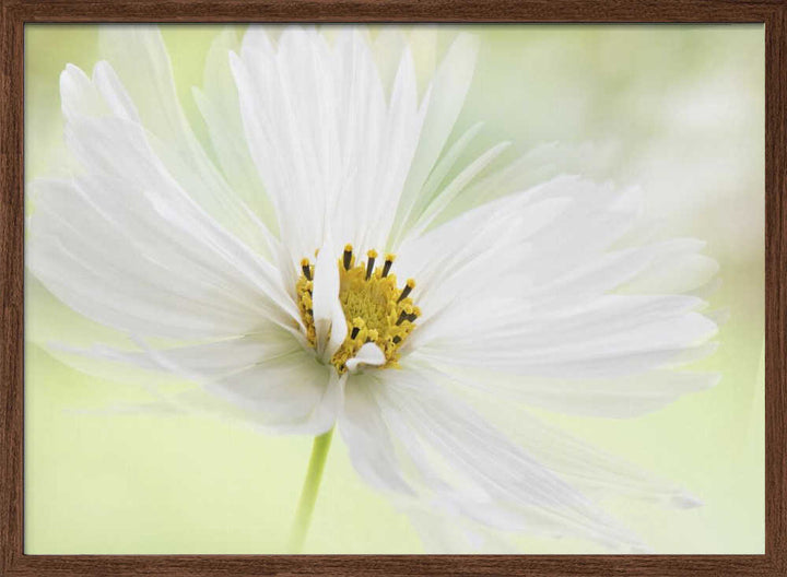 Delicate White Bloom - Floral Photographic Stretched Canvas Poster or Fine Art Print