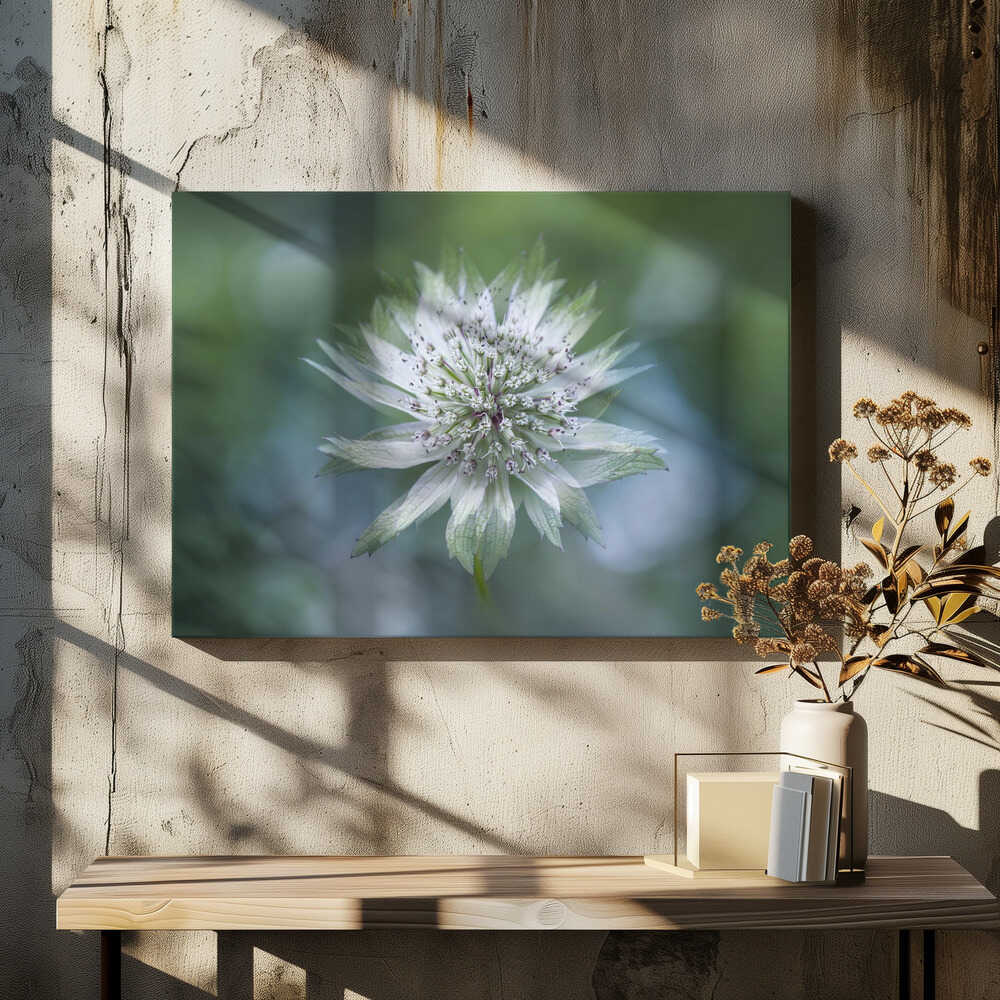 Delicate White Bloom - Floral Photographic Stretched Canvas Poster or Fine Art Print