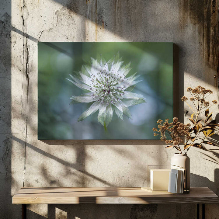 Delicate White Bloom - Floral Photographic Stretched Canvas Poster or Fine Art Print