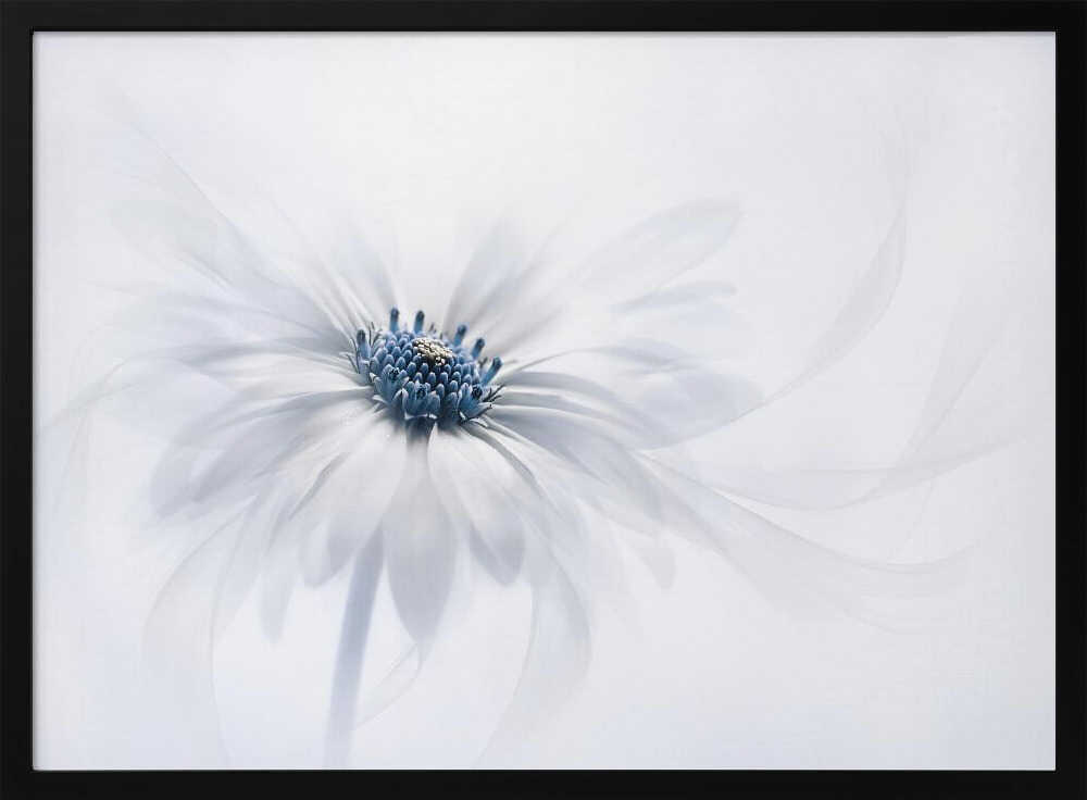 Delicate White Bloom - Stretched Canvas Poster or Fine Art Print