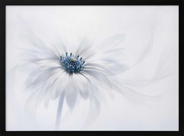Delicate White Bloom - Stretched Canvas Poster or Fine Art Print