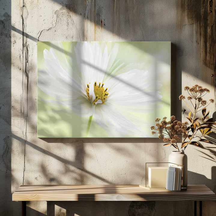 Delicate White Bloom - Floral Photographic Stretched Canvas Poster or Fine Art Print