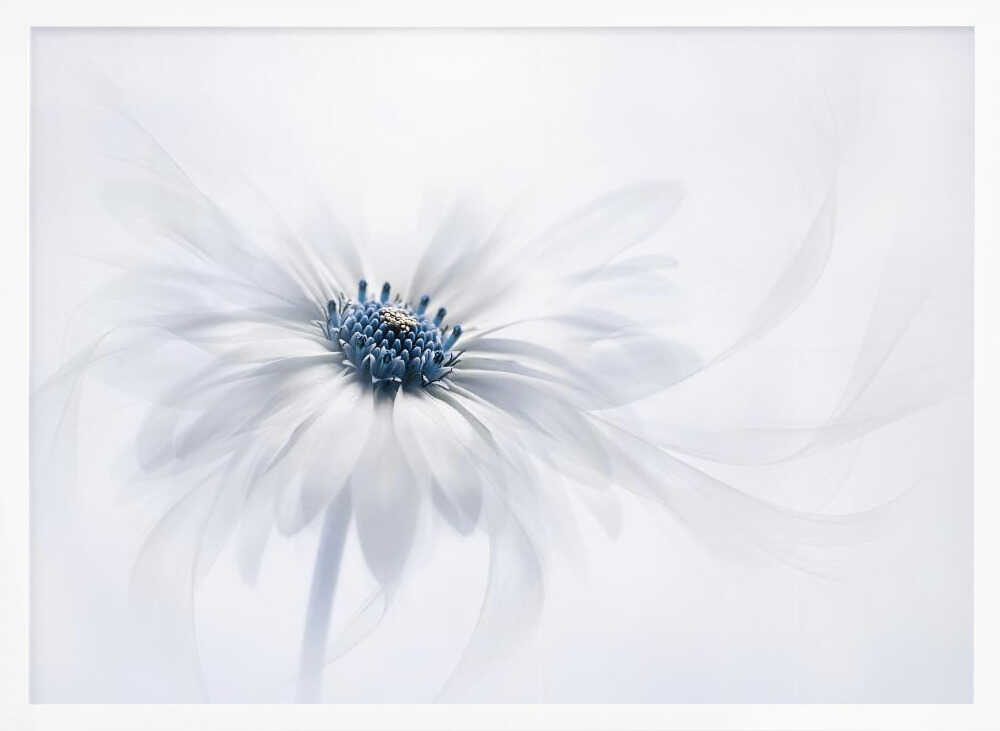 Delicate White Bloom - Stretched Canvas Poster or Fine Art Print
