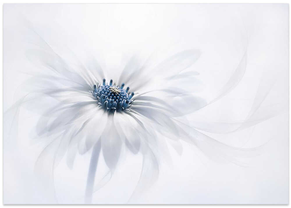 Delicate White Bloom - Stretched Canvas Poster or Fine Art Print