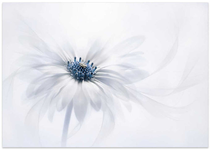 Delicate White Bloom - Stretched Canvas Poster or Fine Art Print