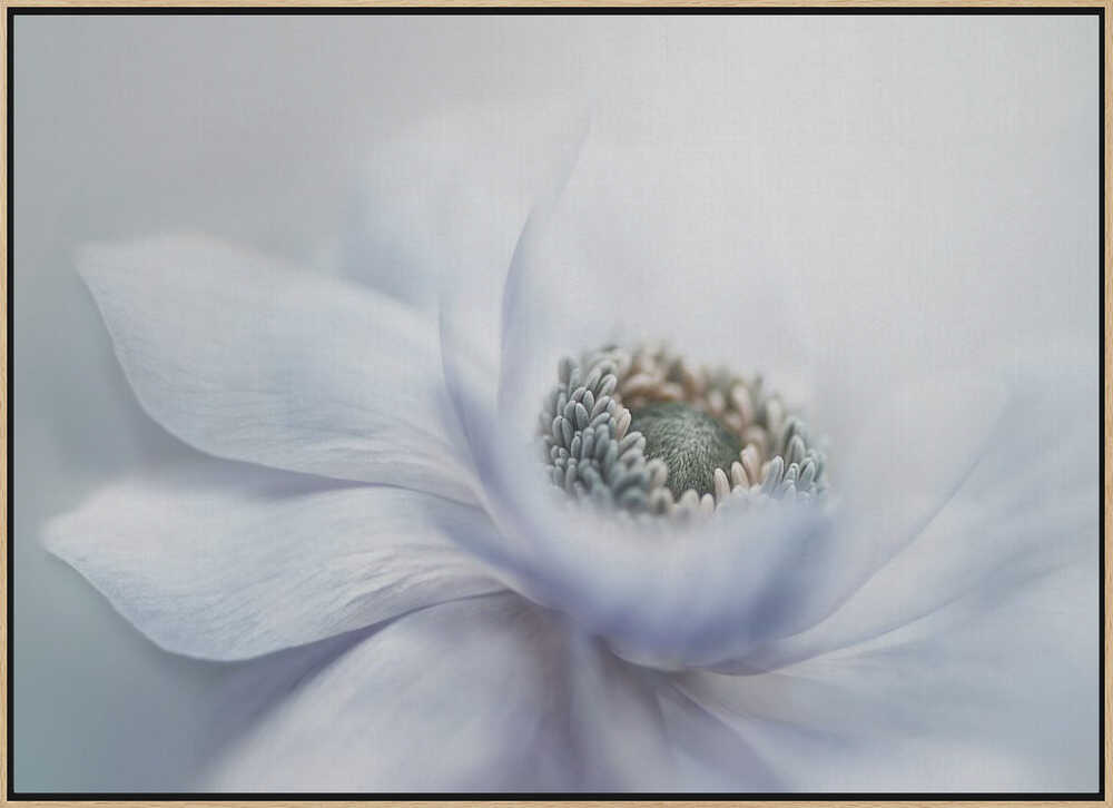 Delicate White Bloom - Floral Photographic Stretched Canvas Poster or Fine Art Print
