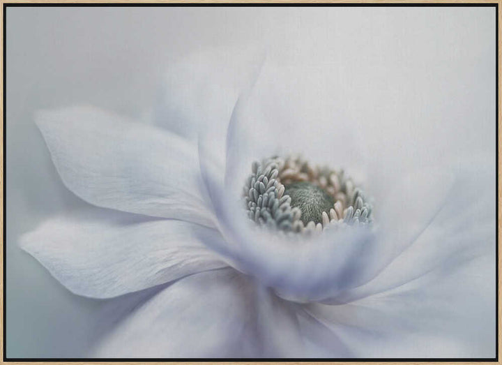 Delicate White Bloom - Floral Photographic Stretched Canvas Poster or Fine Art Print