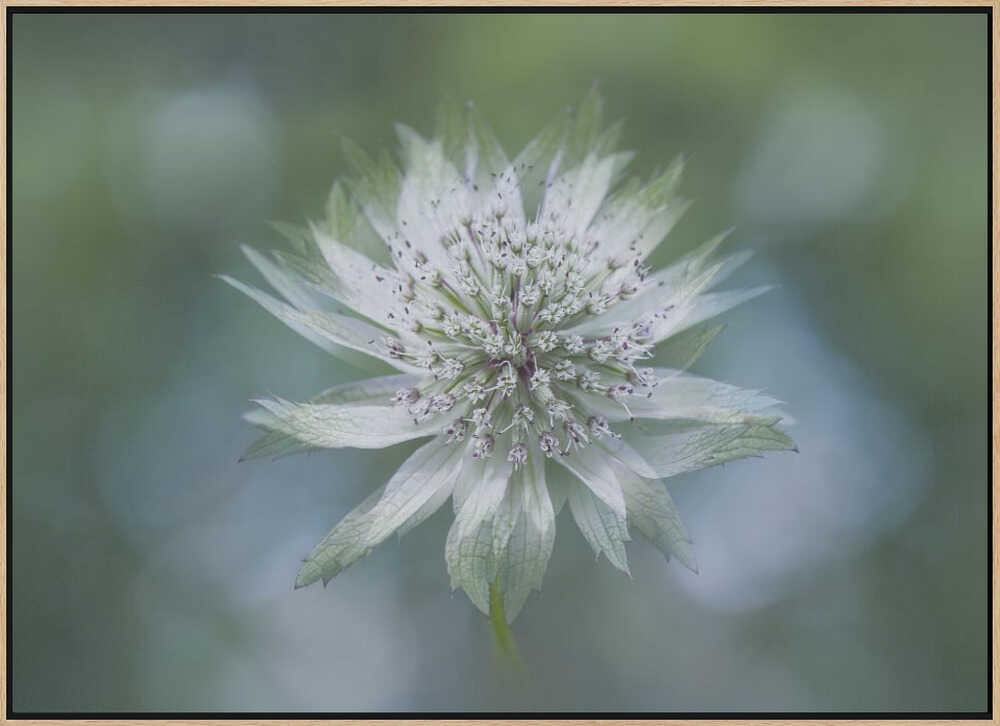 Delicate White Bloom - Floral Photographic Stretched Canvas Poster or Fine Art Print