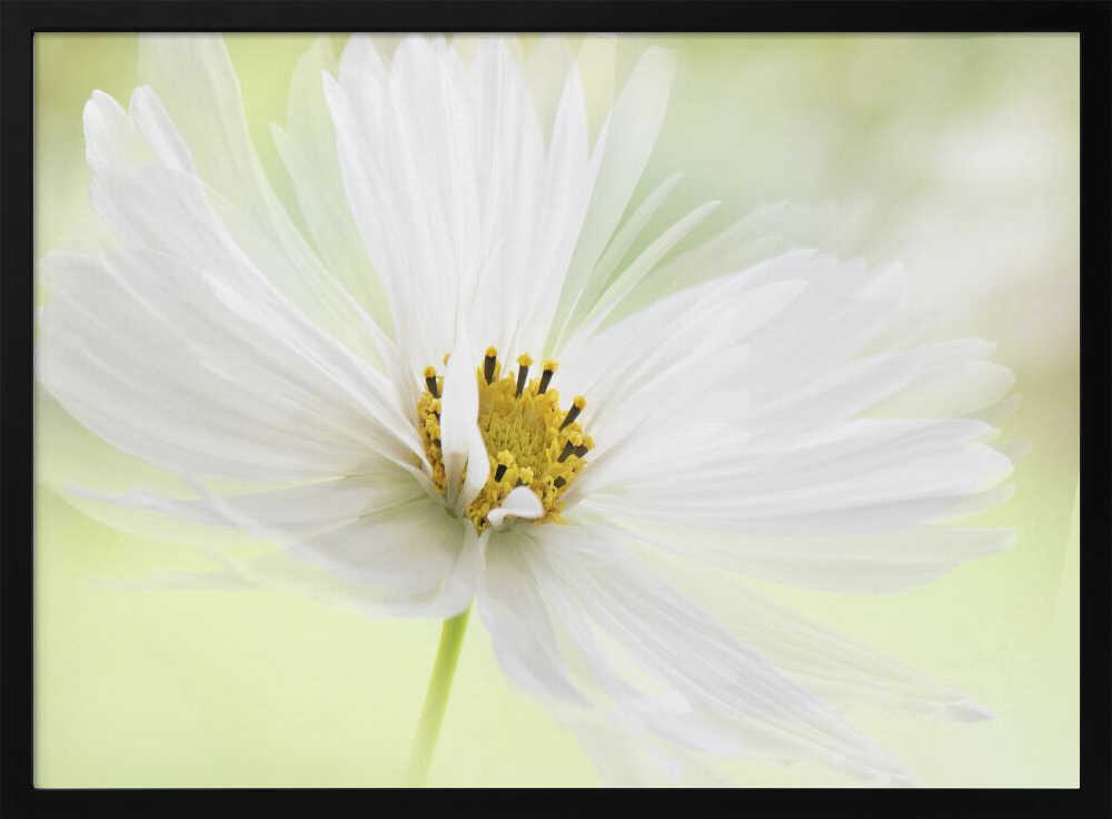 Delicate White Bloom - Floral Photographic Stretched Canvas Poster or Fine Art Print