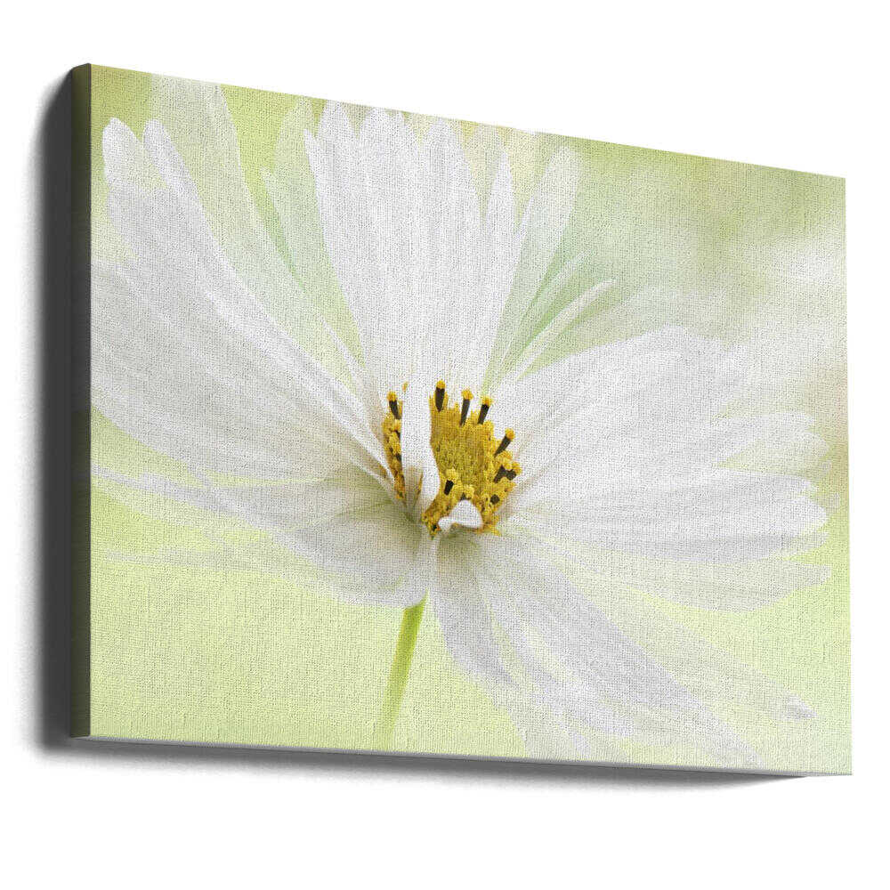 Delicate White Bloom - Floral Photographic Stretched Canvas Poster or Fine Art Print