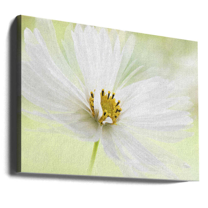 Delicate White Bloom - Floral Photographic Stretched Canvas Poster or Fine Art Print