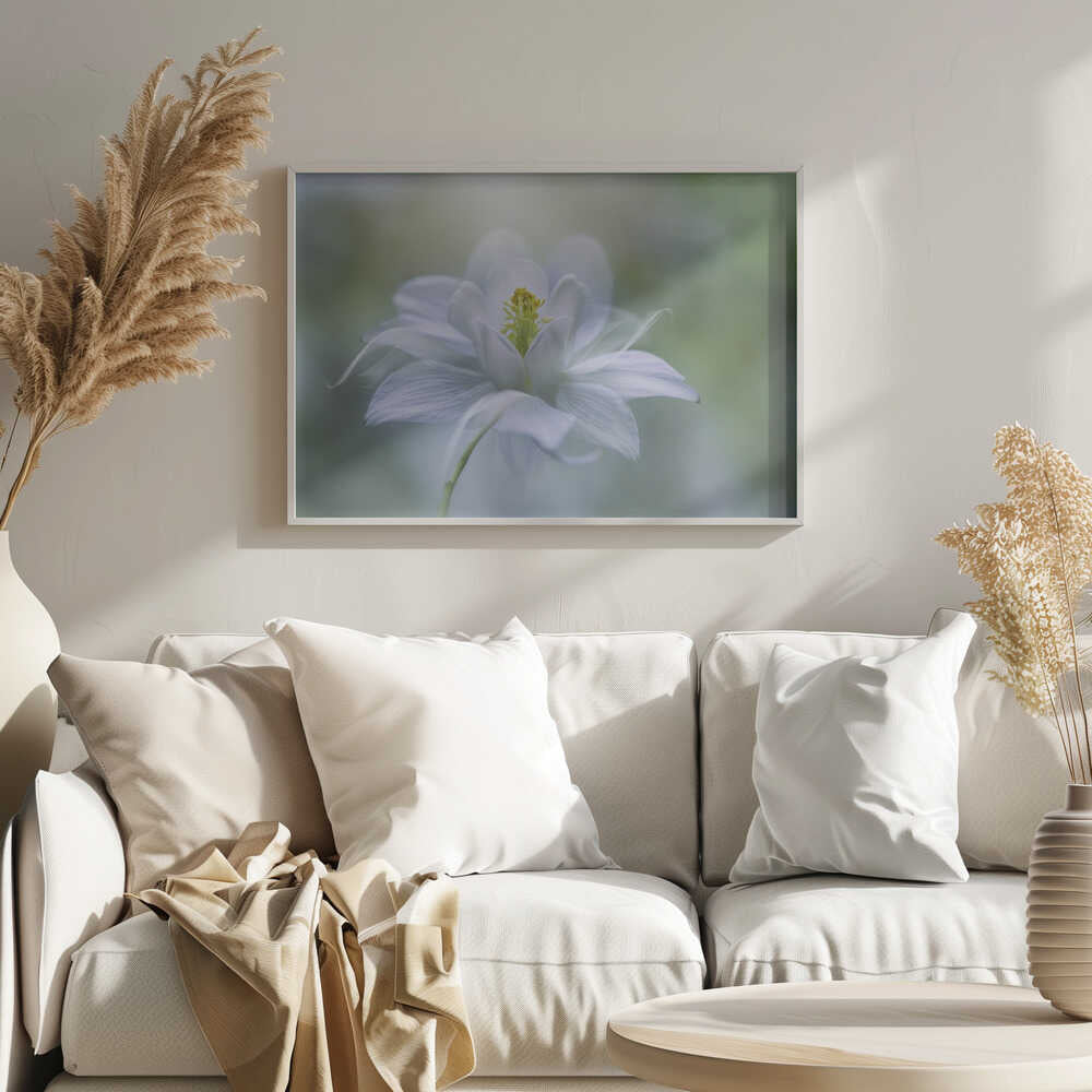Delicate White Bloom - Stretched Canvas Poster or Fine Art Print
