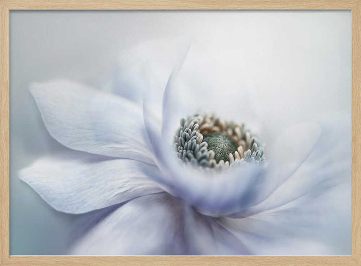 Delicate White Bloom - Floral Photographic Stretched Canvas Poster or Fine Art Print