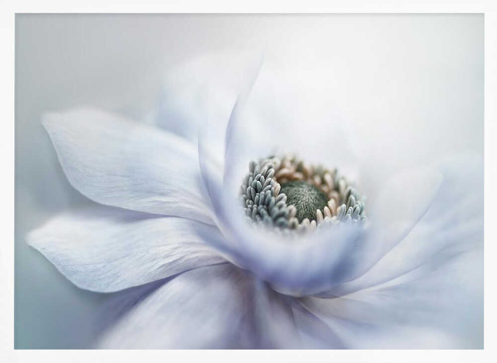 Delicate White Bloom - Floral Photographic Stretched Canvas Poster or Fine Art Print