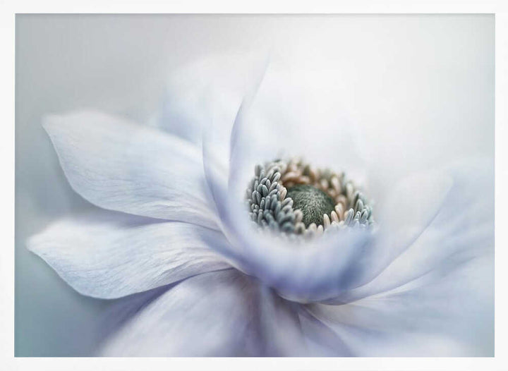 Delicate White Bloom - Floral Photographic Stretched Canvas Poster or Fine Art Print