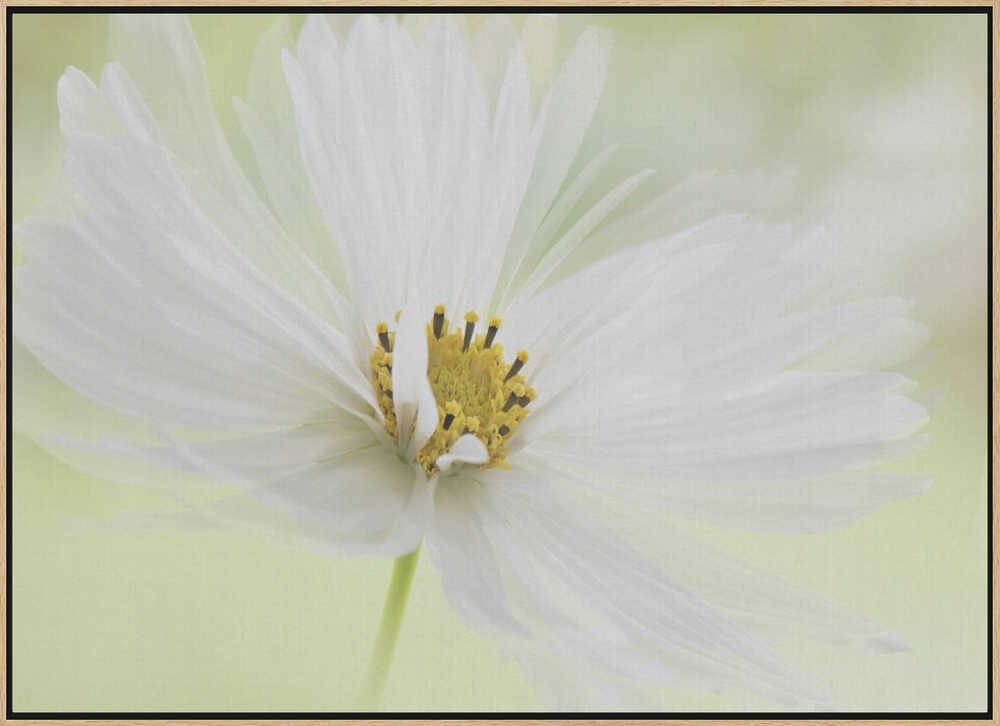 Delicate White Bloom - Floral Photographic Stretched Canvas Poster or Fine Art Print