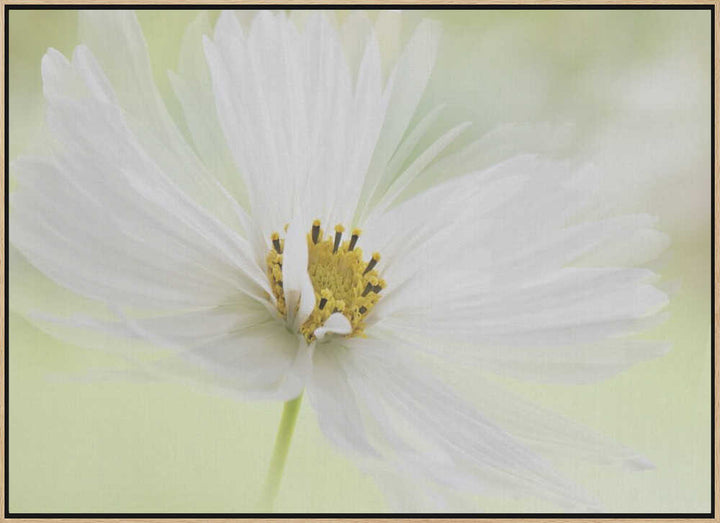 Delicate White Bloom - Floral Photographic Stretched Canvas Poster or Fine Art Print