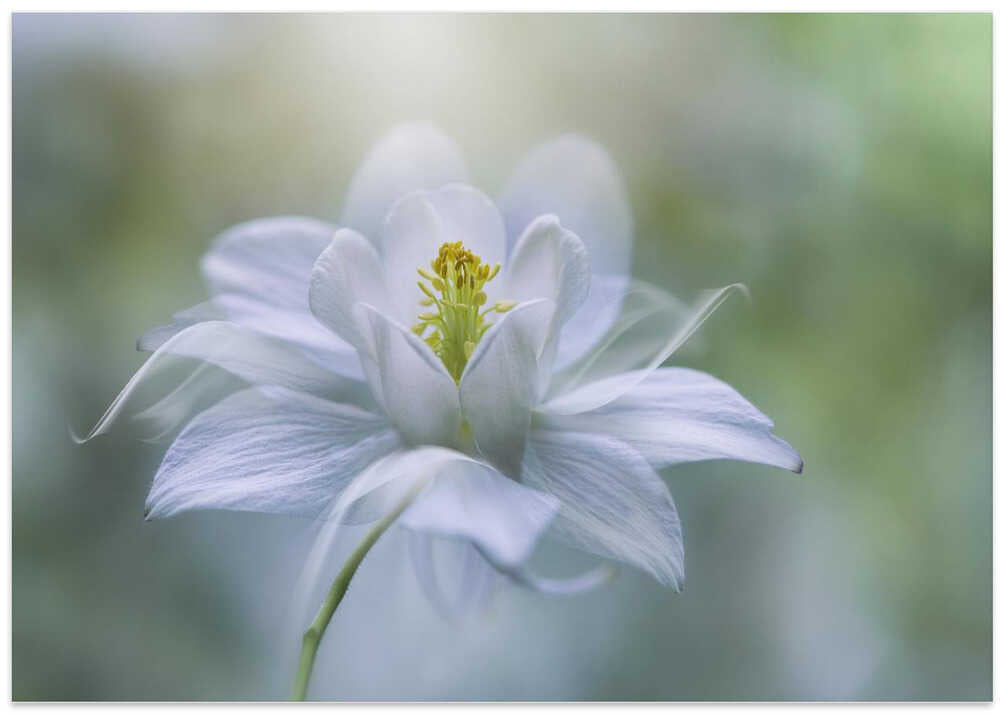 Delicate White Bloom - Stretched Canvas Poster or Fine Art Print