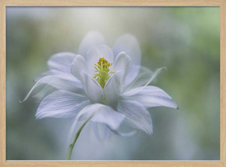 Delicate White Bloom - Stretched Canvas Poster or Fine Art Print