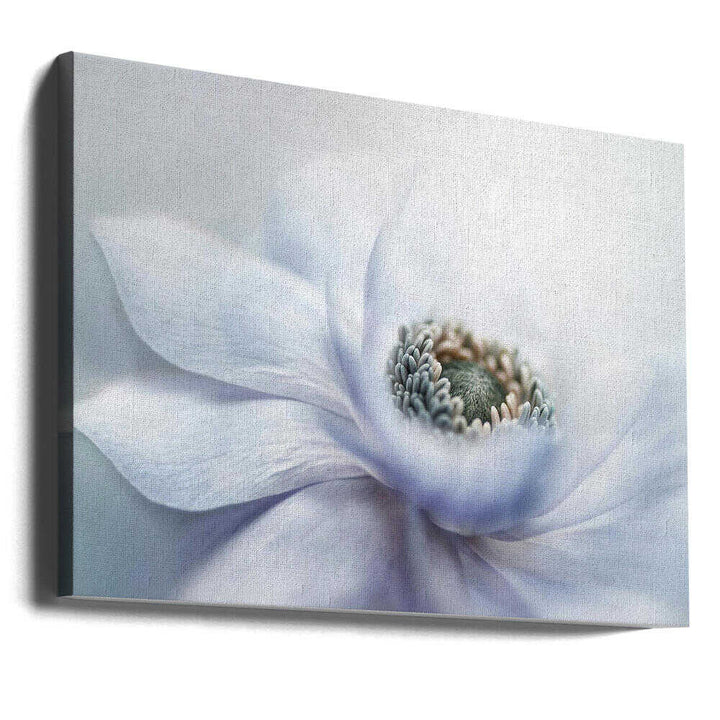 Delicate White Bloom - Floral Photographic Stretched Canvas Poster or Fine Art Print
