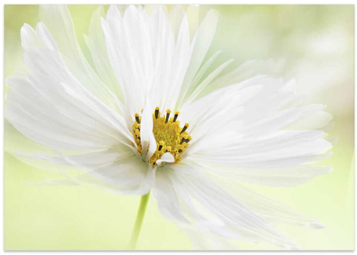 Delicate White Bloom - Floral Photographic Stretched Canvas Poster or Fine Art Print