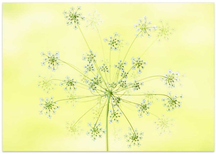 Delicate White Blooms - Floral Photographic Stretched Canvas Poster or Fine Art Print