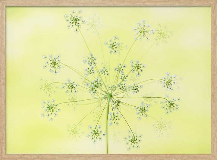 Delicate White Blooms - Floral Photographic Stretched Canvas Poster or Fine Art Print